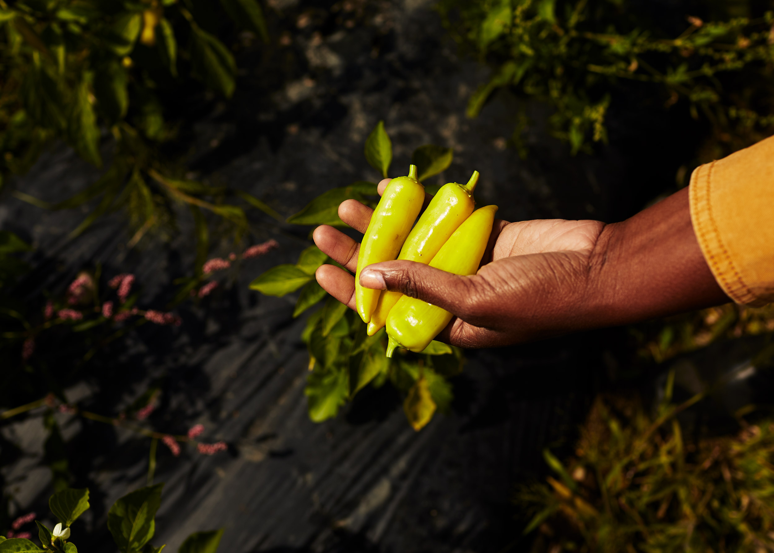 4-BLACK-YARD-PEPPERS